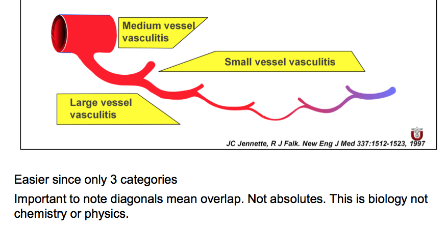 Vasculitis Flashcards | Memorang