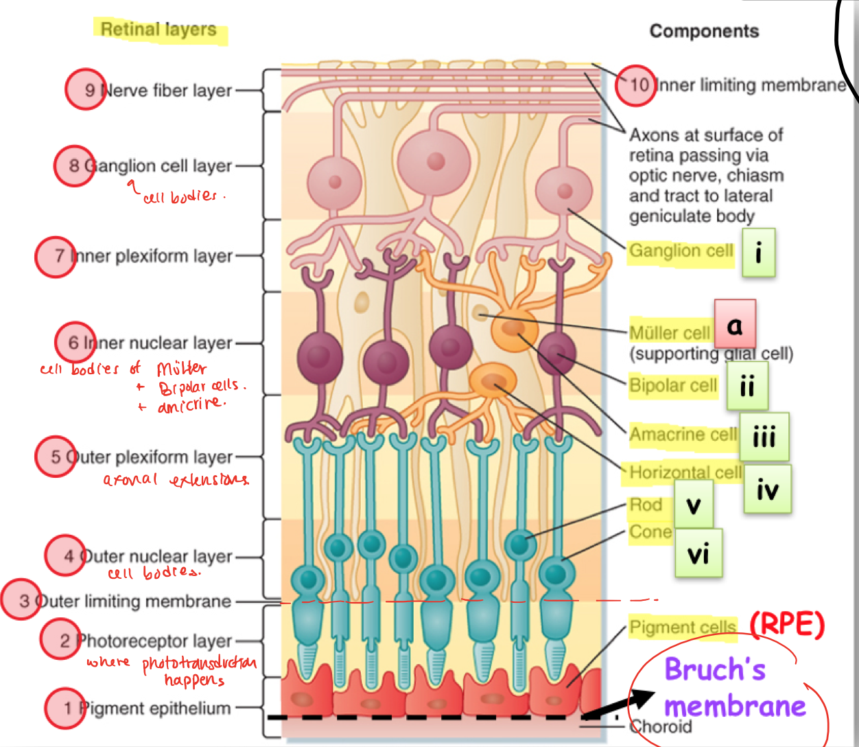 Visual Cortex 6 Layers