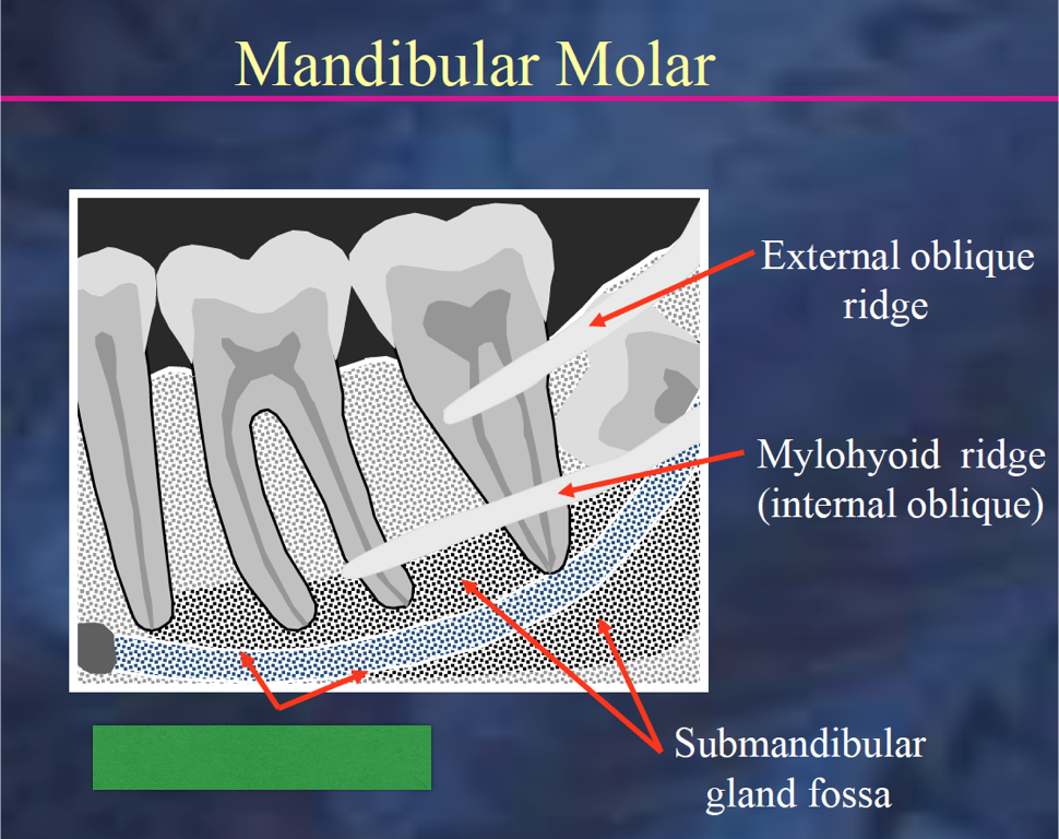 Intra-oral Radiographic Anatomy Of Mandible Flashcards, 45% OFF