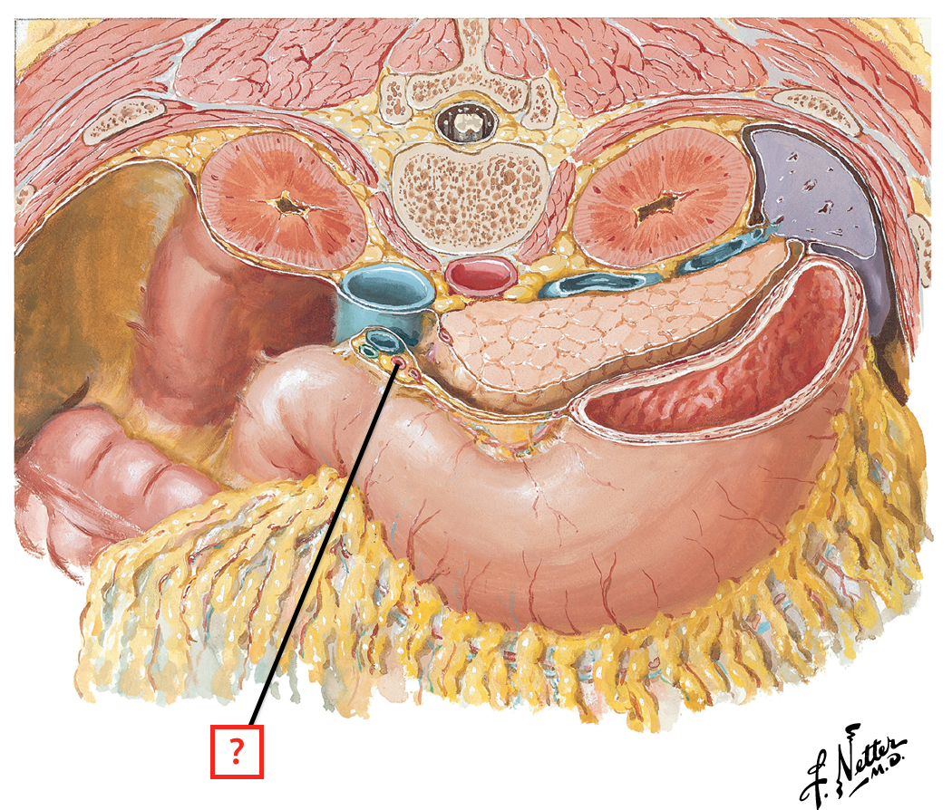 Pancreas Anatomy Netter