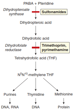 Folate Pathway Inhibitors Mechanism Of Action
