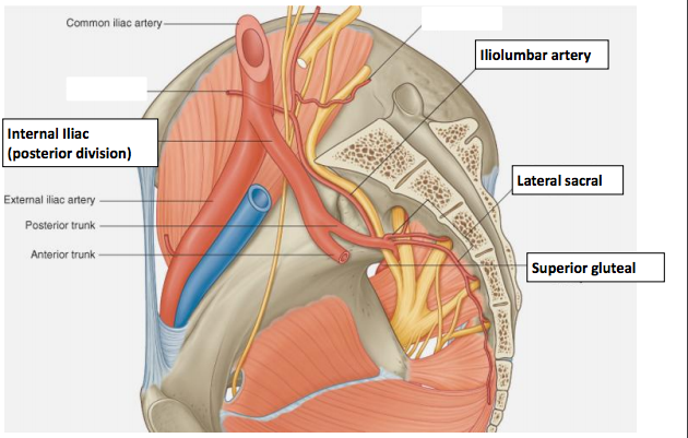 iliolumbar artery