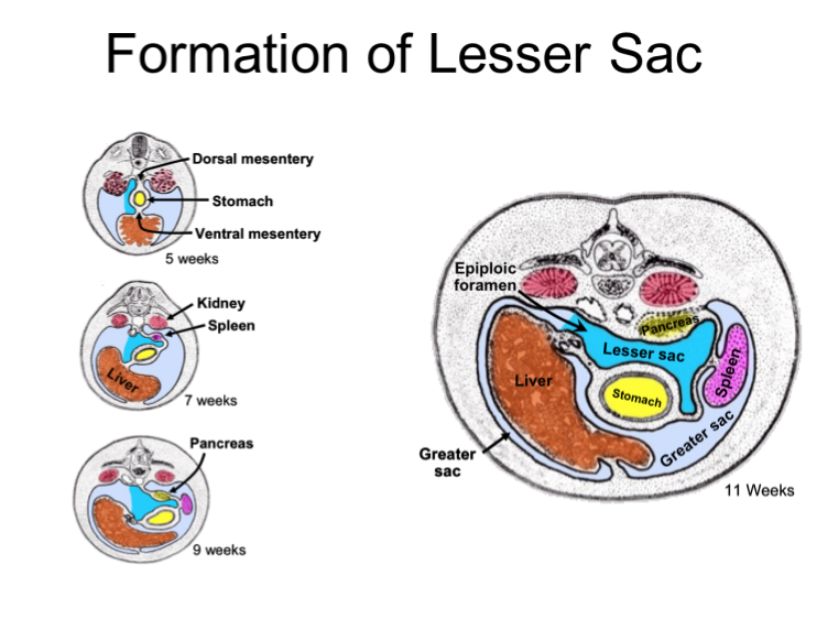 Lesser Sac