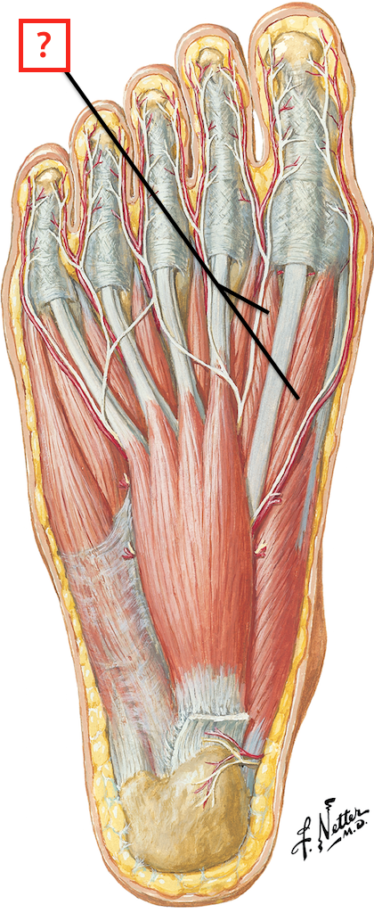 Muscles Of Foot Flashcards Memorang