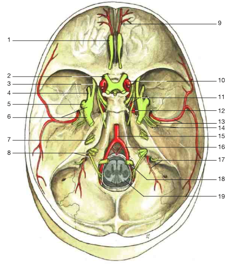 Rohen Flashcards Memorang