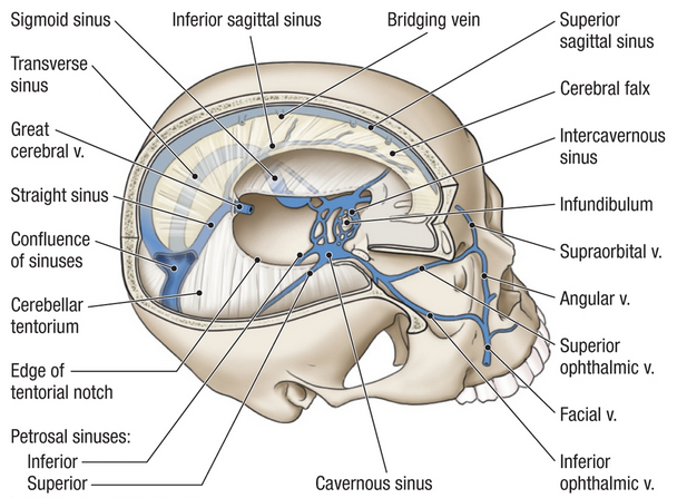 confluence of sinuses