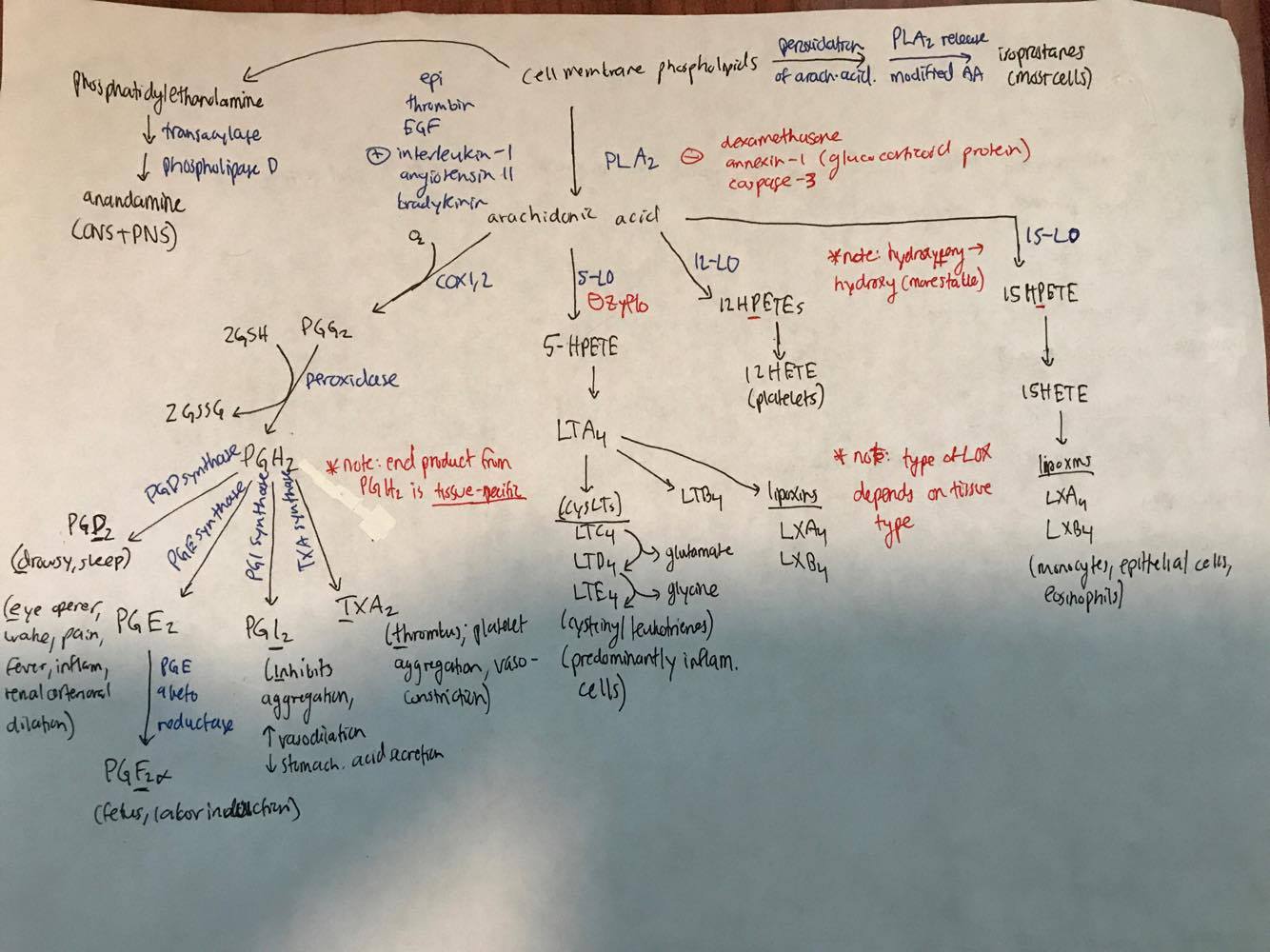 Eicosanoids Flashcards | Memorang