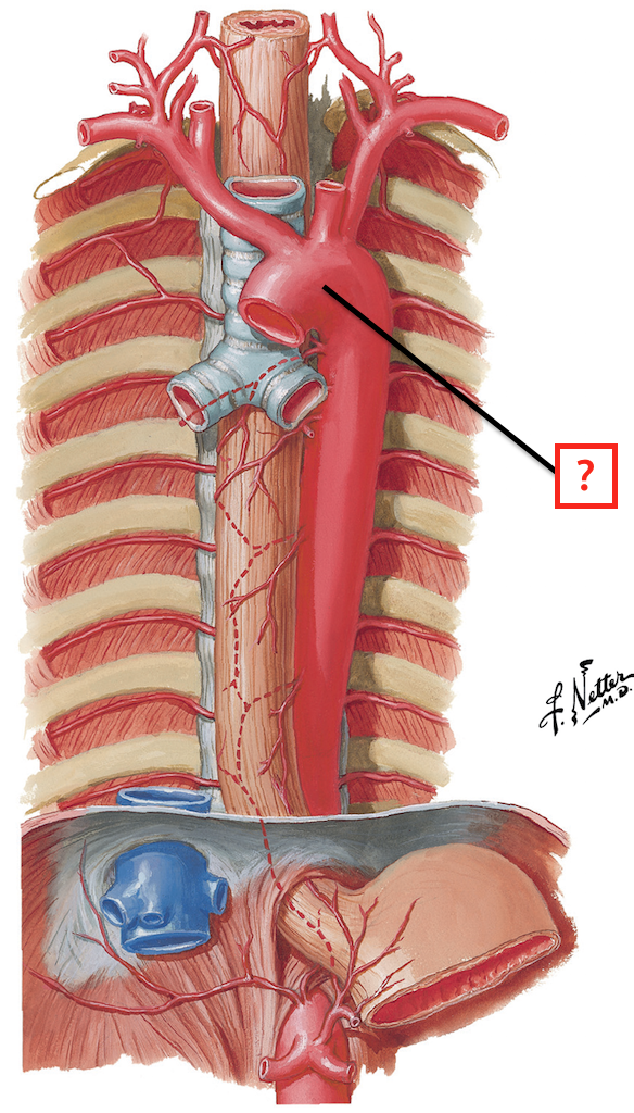 branches of subclavian artery netter