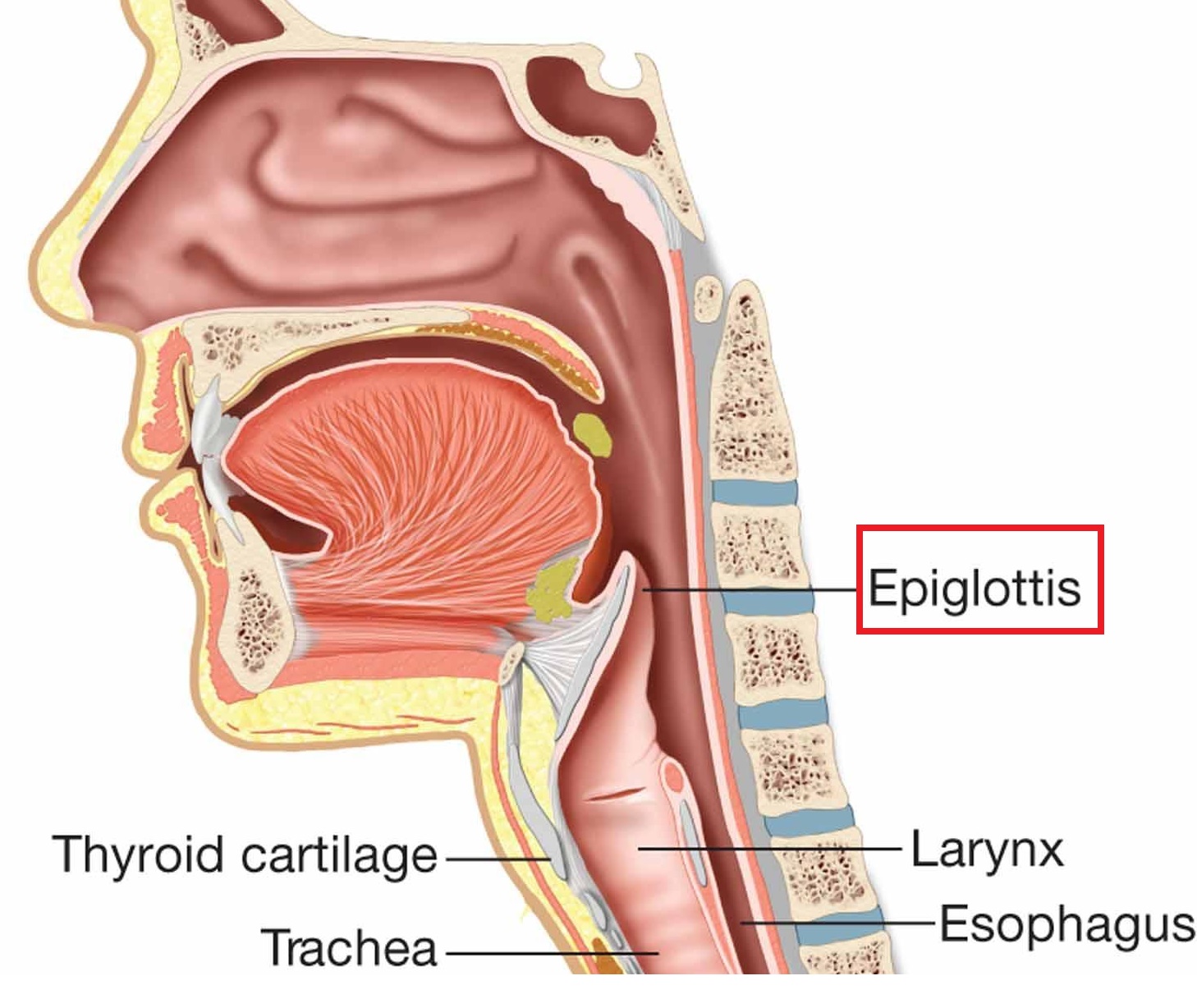 Digestive System Epiglottis digestive-system-epiglottis