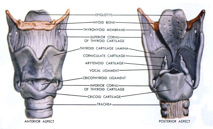 Neck Flashcards | Memorang