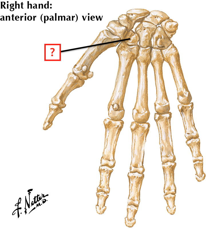 Bones Of Wrist And Hand Flashcards Memorang