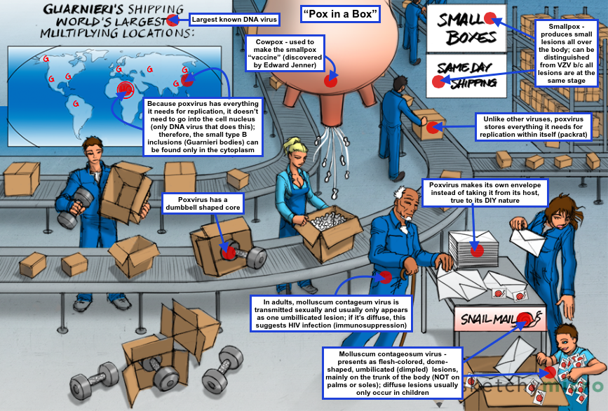 Microbiology Flashcards Memorang, 46 OFF