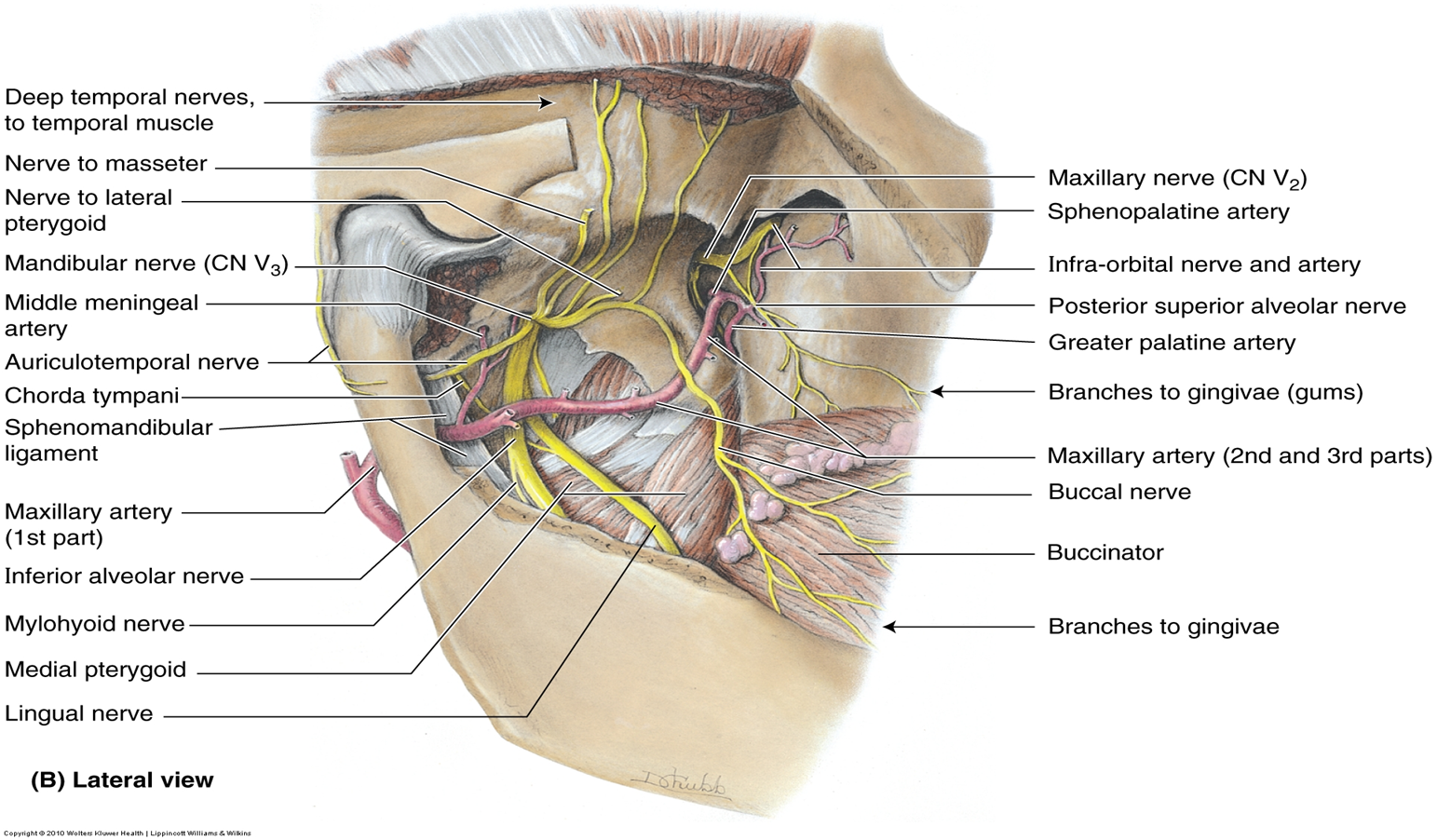 Infratemporal Fossa Branches of Mandibular Nerve (CN V3) Diagram