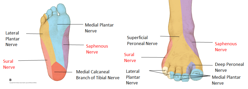 1st Web Space Of Foot Nerve