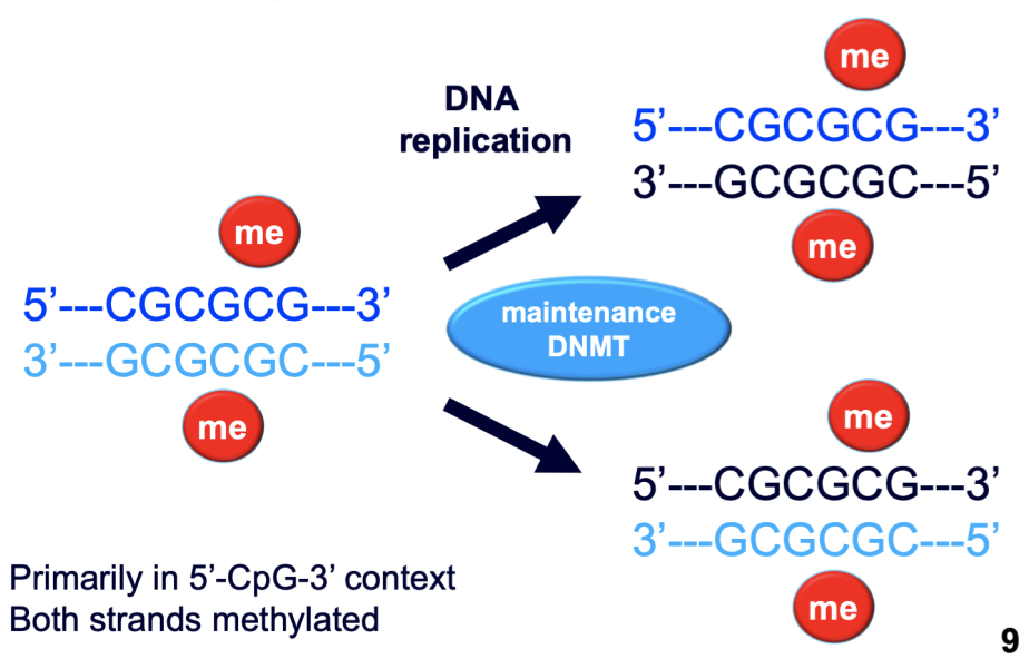 Epigenetics Flashcards | Memorang