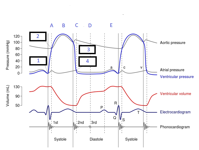 Week 1 The Cardiac Cycle Flashcards Memorang