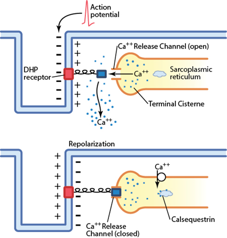 Dihydropyridine dhp receptor location fashion