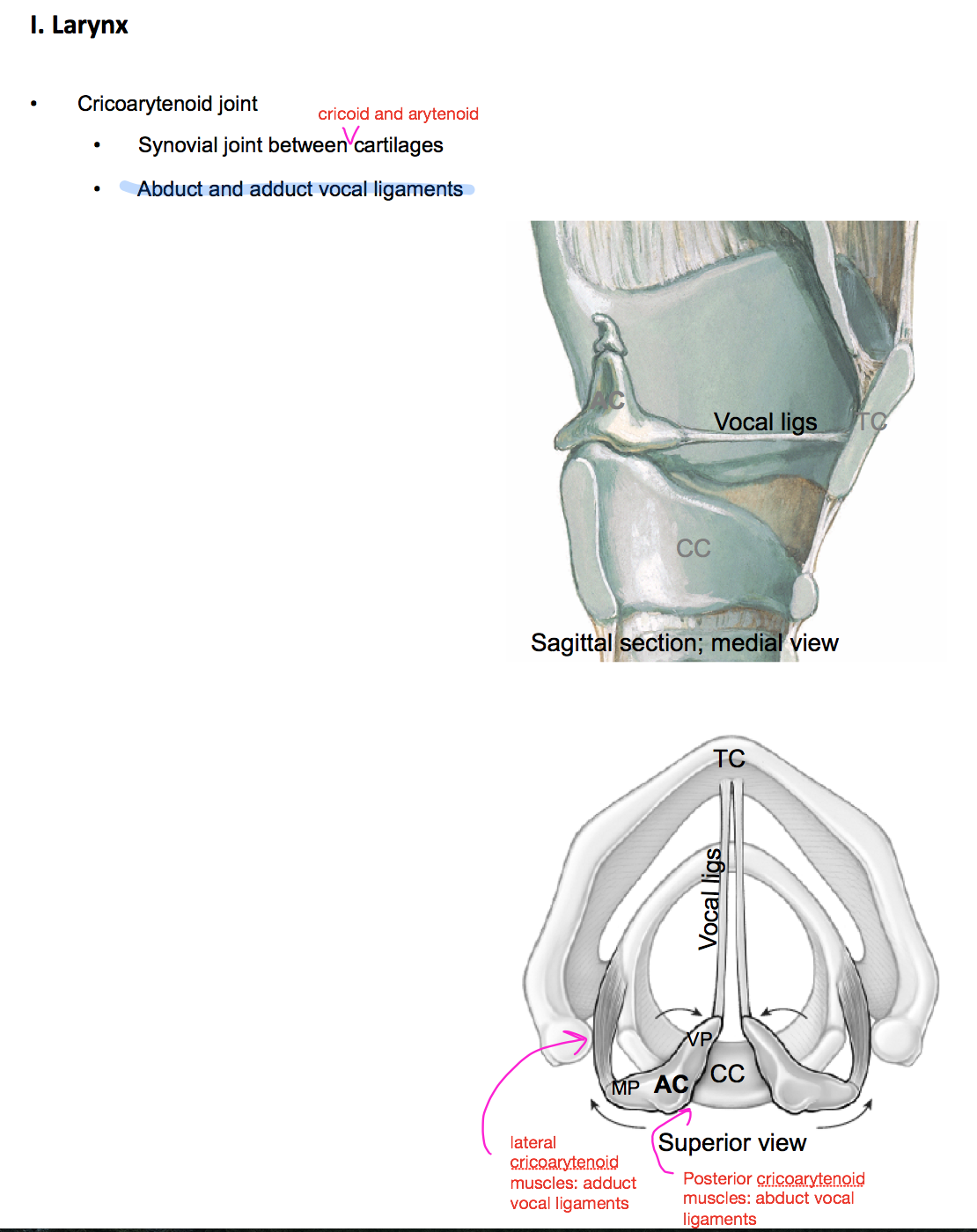 Cricoarytenoid Joint