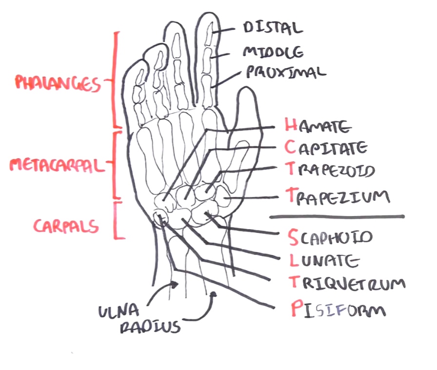 Week 6: Functional Anatomy of the Wrist and Hand Flashcards | Memorang