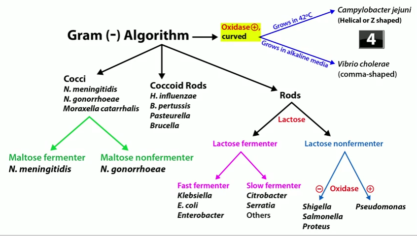 Gram Negative Rods Algorithm