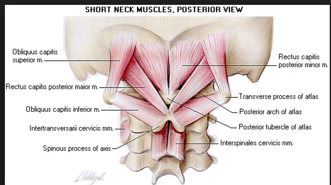 Suboccipital Triangle Diagram Suboccipital Triangle Diagram