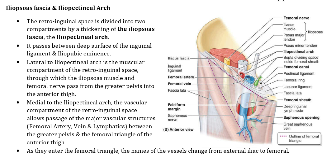 Femoral Sheath Compartments