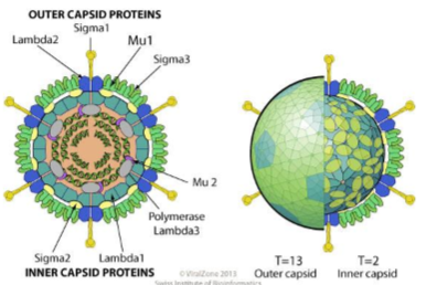 Viruses Flashcards | Memorang