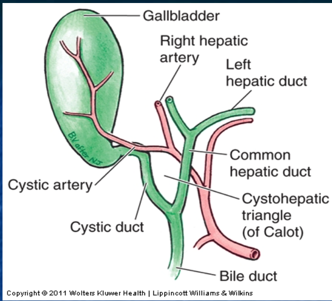 Cystohepatic Triangle