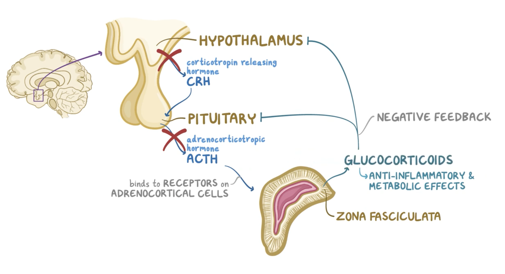 Glucocorticoids Flashcards | Memorang