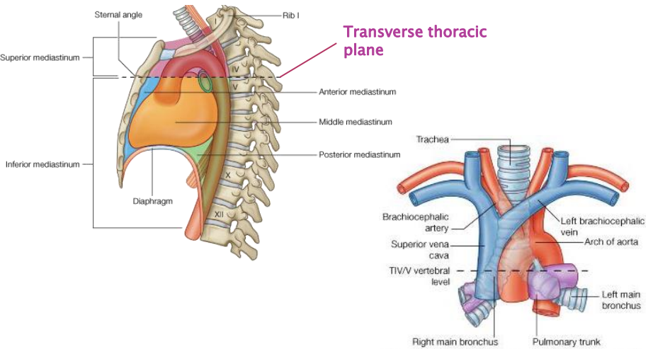 Cardiovascular and Thoracic Anatomy Flashcards
