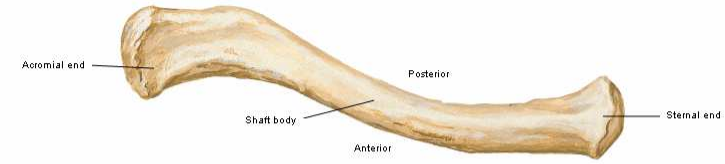 CLAVICULA Flashcards | Memorang