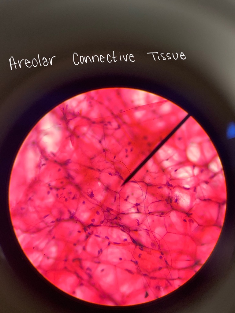 Cells anatomy 1 connective and epithelium Flashcards | Memorang