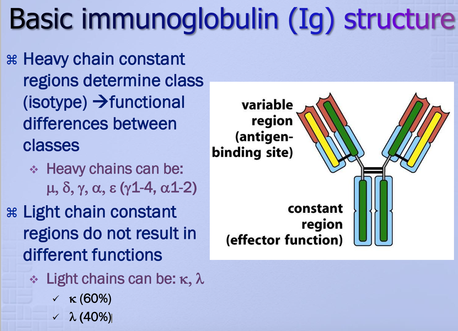 Immunology L5 Immunological Structure and Function Flashcards | Memorang