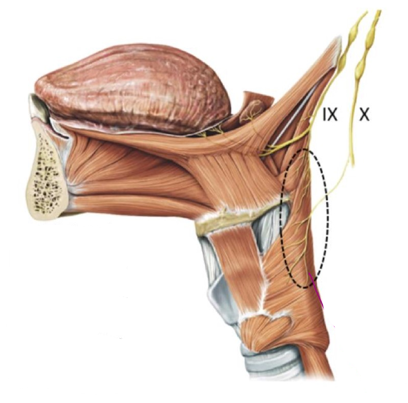 Pharynx Flashcards | Memorang