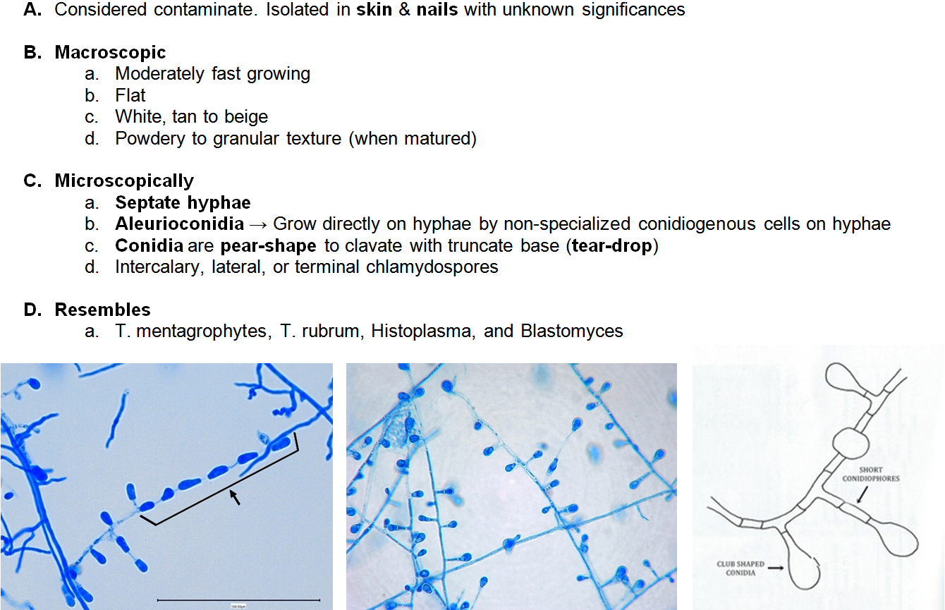 Hyalohyphomycosis Flashcards Memorang
