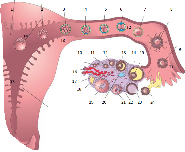 Embryology Flashcards | Memorang