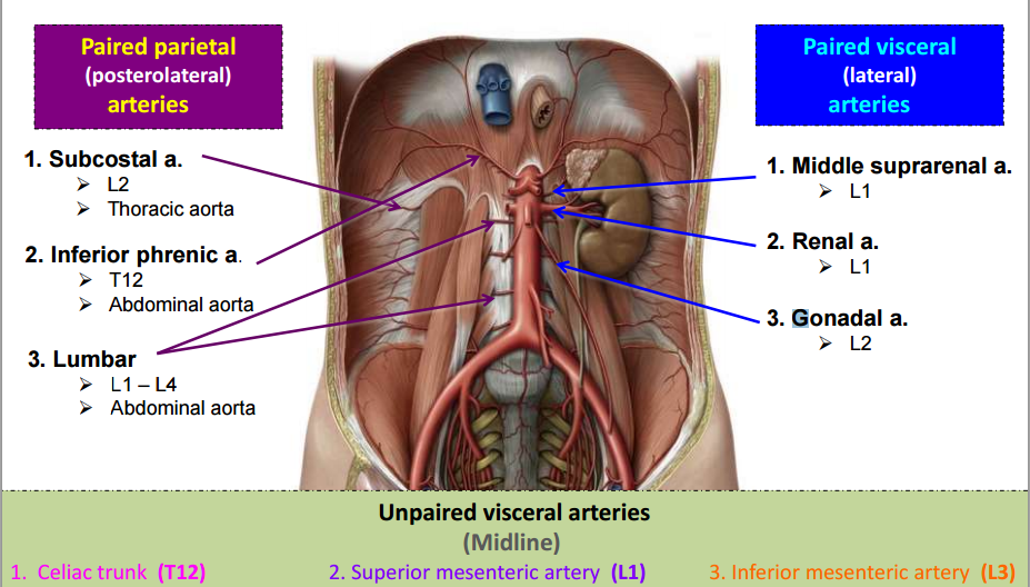 Diaphragm And Posterior Abdominal Wall Flashcards Memorang