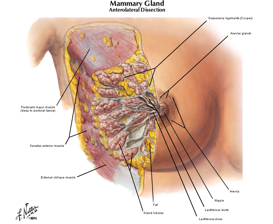 Anatomy Breast Pectoral and Axillary Region Study Guide Notes | Medical  School | Digital Prints | Digital Download