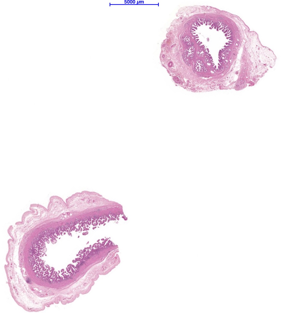 Histology final Flashcards Memorang