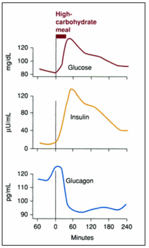 GS_L28_InsulinandGlucagon Flashcards | Memorang