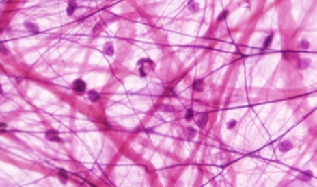 histology identification Flashcards | Memorang