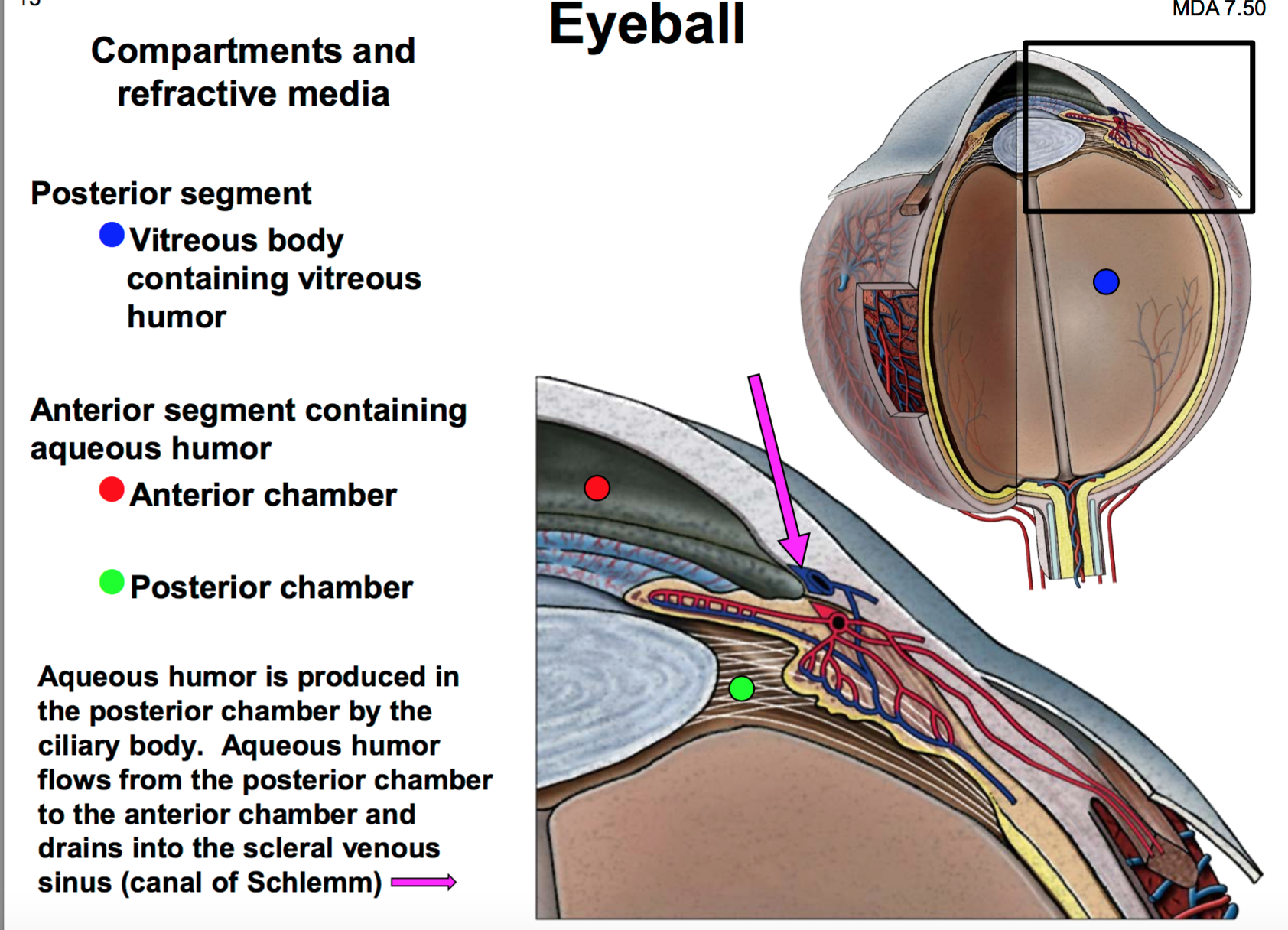 scleral venous sinus of the eye