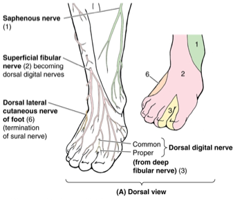 1st Web Space Of Foot Nerve