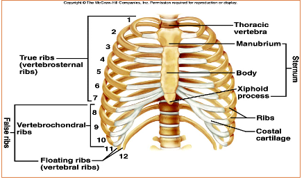 Week 10, Respiratory System Disorders Flashcards | Memorang