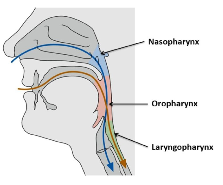 Pharynx Flashcards | Memorang