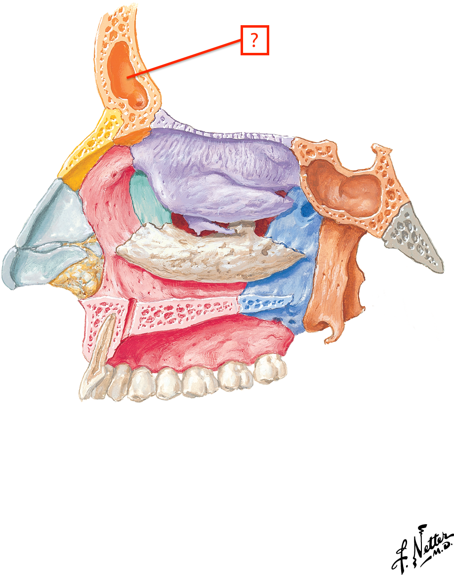 nasal cavity bones