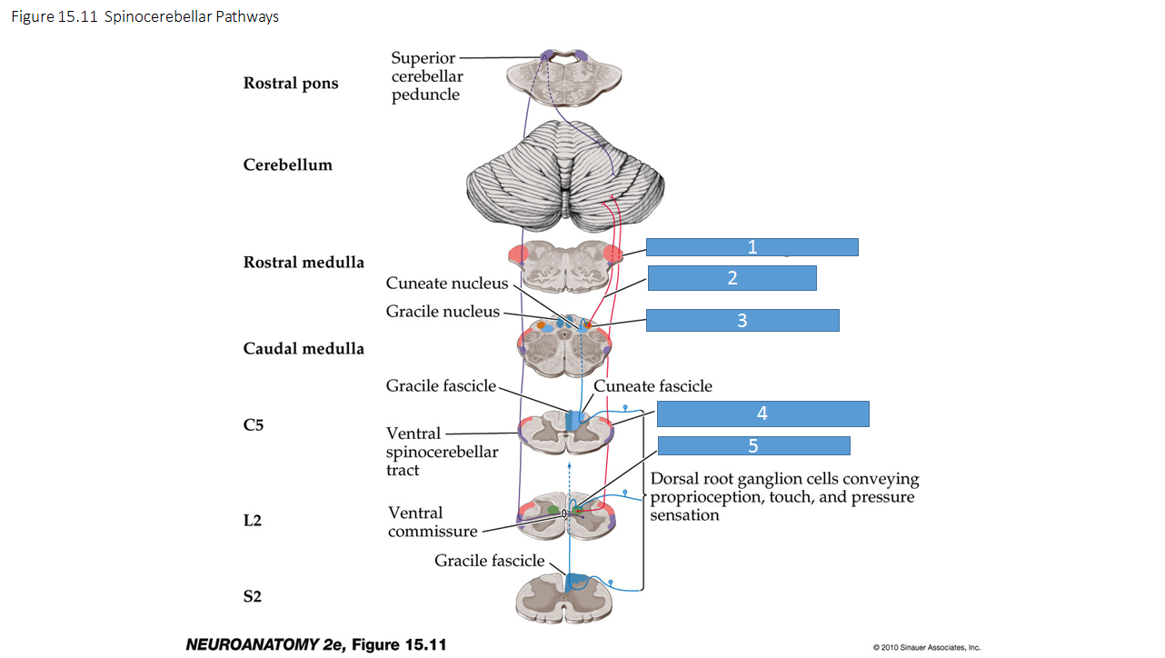 ventral spinocerebellar tract pathway