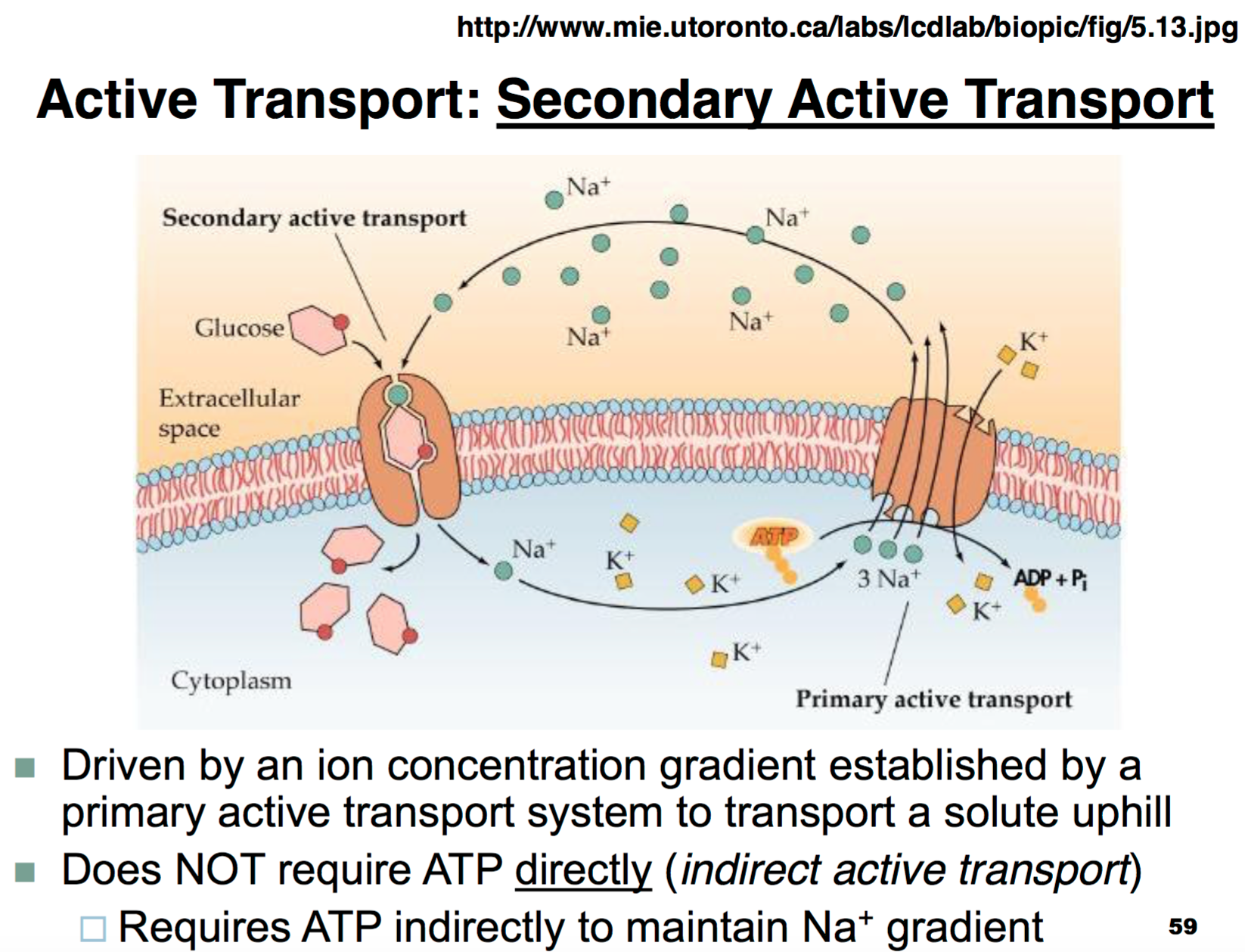 Primary Active Transport Diagram