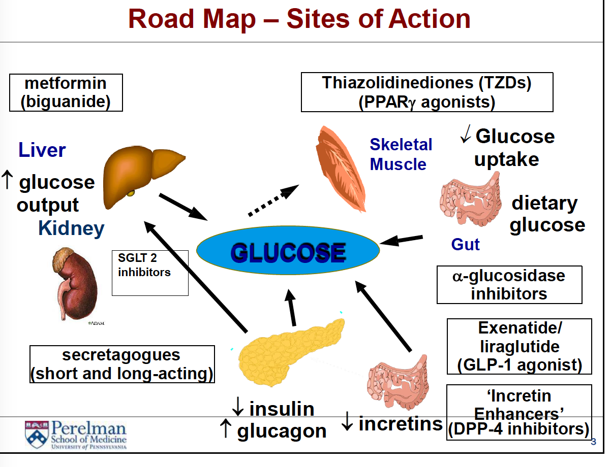 generic names for glp 1 drugs GLP-1 Receptor Agonists: Mascots & Mnemonics