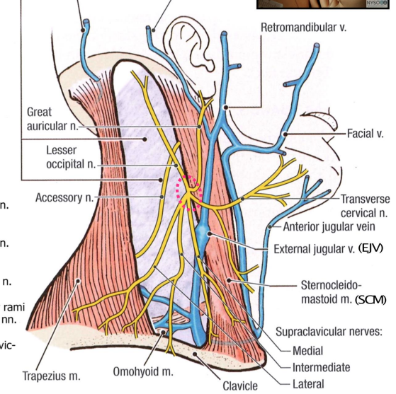 Erb Point S Anatomy